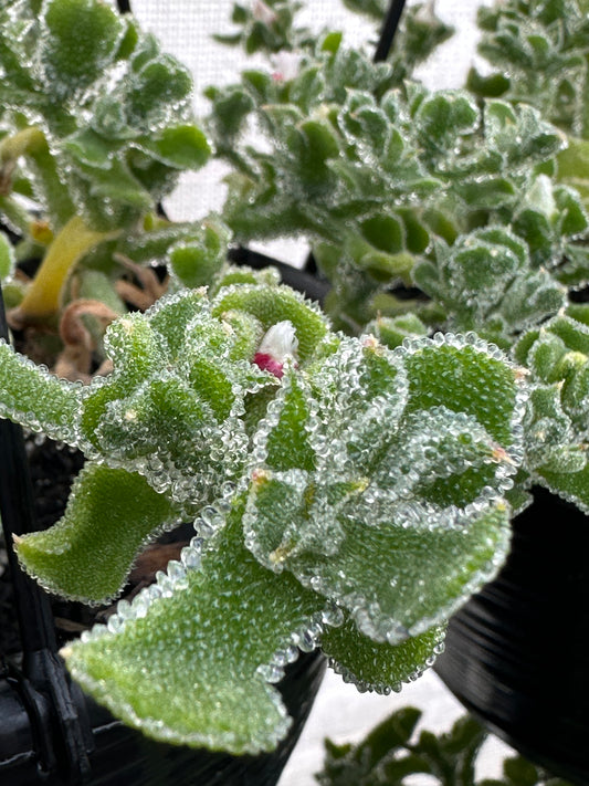 Crystal Ice Plant - Hanging Pot (115mm)