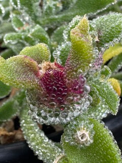 Seeds - Ice Plant (10 buds per pack)